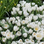 фото: vk.com/dendroparkekb