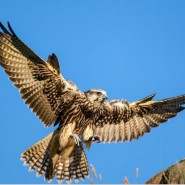 Выставка фотографий «Сокол – возрождение из пепла» фотографии