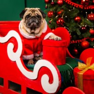 Хвостатый Новый год в ТРЦ «Радуга Парк» фотографии