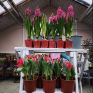 фото: vk.com/dendroparkekb