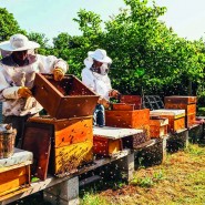 Выставка «Пчеловодство на Урале». фотографии
