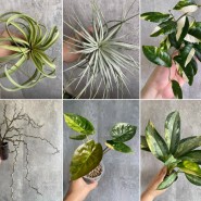фото: vk.com/uralplantfes