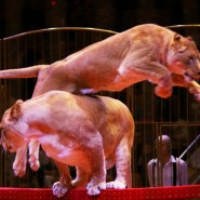 Цирковое шоу «Империя львиц» 2022 фотографии