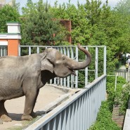 День рождения Екатеринбургского зоопарка 2023 фотографии
