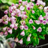 фото: vk.com/uralplantfes