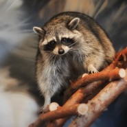 фото: lesnayabratva.ru