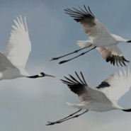 фото: uralopera.ru