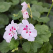 фото: vk.com/dendroparkekb