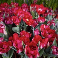 фото: vk.com/dendroparkekb