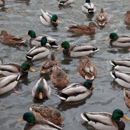 фото: культура.екатеринбург.рф