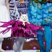 Новогодний спектакль В. Куклачева «Щелкунчик и Кошки» фотографии