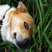 фото: zooekb.ru