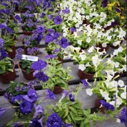 фото: vk.com/dendroparkekb