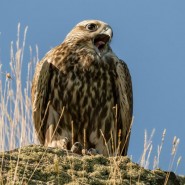 Выставка фотографий «Сокол – возрождение из пепла» фотографии