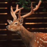 фото: lesnayabratva.ru