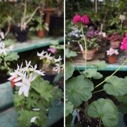 фото: vk.com/dendroparkekb