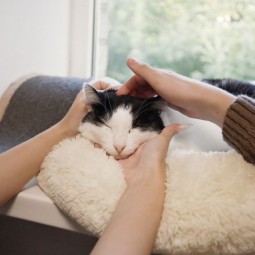 Бесплатное занятие зоошколы «Обнимаю лапами» - ноябрь 2025