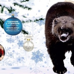 Афиша Екатеринбургского зоопарка на декабрь 2023