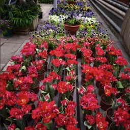 Фестиваль «Дыхание весны»