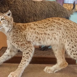 «День кошек» в Музее природы Урала