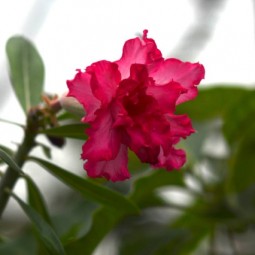 Афиша Дендропарка в Екатеринбурге - май 2026