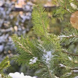 Елочные базары 2025 в Екатеринбурге