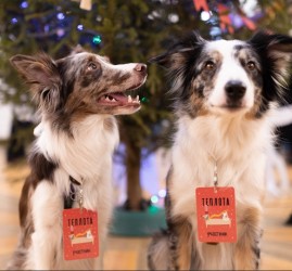 Новогодний фестиваль в поддержку животных «Теплота»  2025