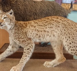 «День кошек» в Музее природы Урала