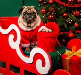 Хвостатый Новый год в ТРЦ «Радуга Парк»