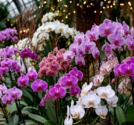 Фестиваль орхидей в Дендропарке