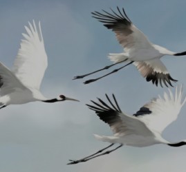 Концерт «На всю оставшуюся жизнь. Лирические песни о войне и мире»