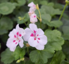 Фестиваль Пеларгонии в Дендропарке