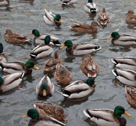 Бесплатная экскурсия «Орнитологический детектив» в дендропарке