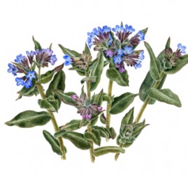 Выставка «Нежность акварели. Уральские травы»