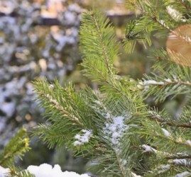 Елочные базары 2025 в Екатеринбурге