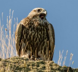 Выставка фотографий «Сокол – возрождение из пепла»