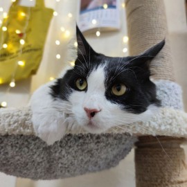Котокафе «Больше шерсти»