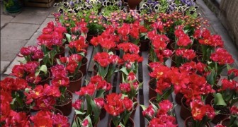 Фестиваль «Дыхание весны»