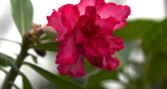 Афиша Дендропарка в Екатеринбурге - май 2026