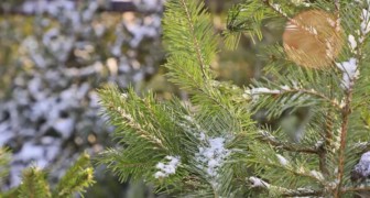 Елочные базары 2025 в Екатеринбурге