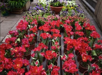 Фестиваль «Дыхание весны»