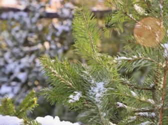 Елочные базары 2025 в Екатеринбурге