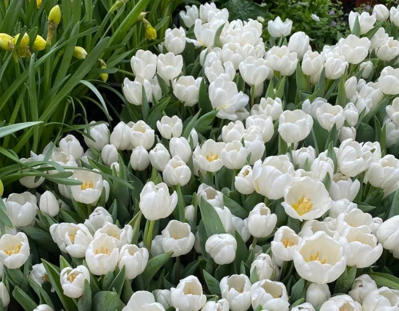 фото: vk.com/dendroparkekb