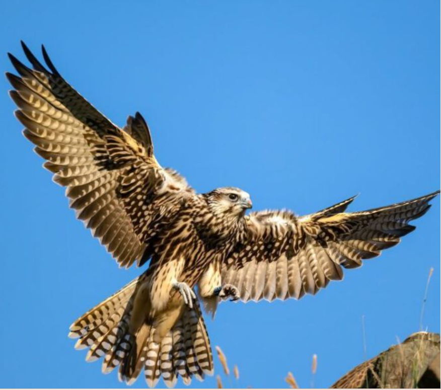 Выставка фотографий «Сокол – возрождение из пепла»