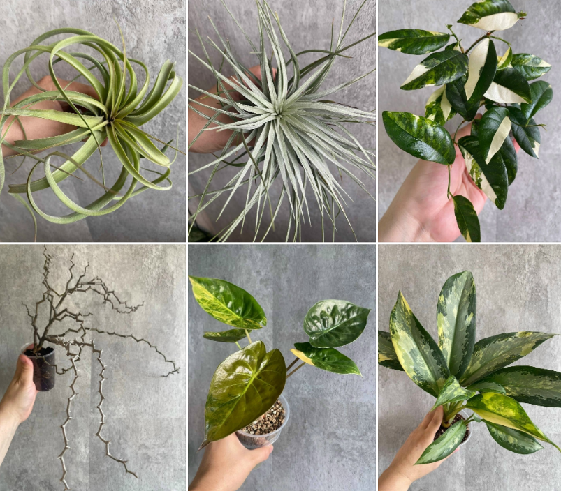 фото: vk.com/uralplantfes