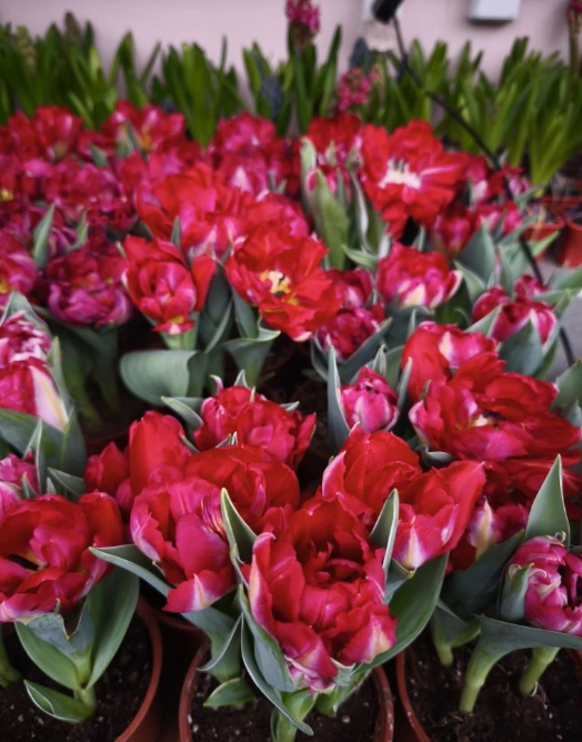 фото: vk.com/dendroparkekb