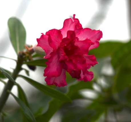 фото: vk.com/dendroparkekb