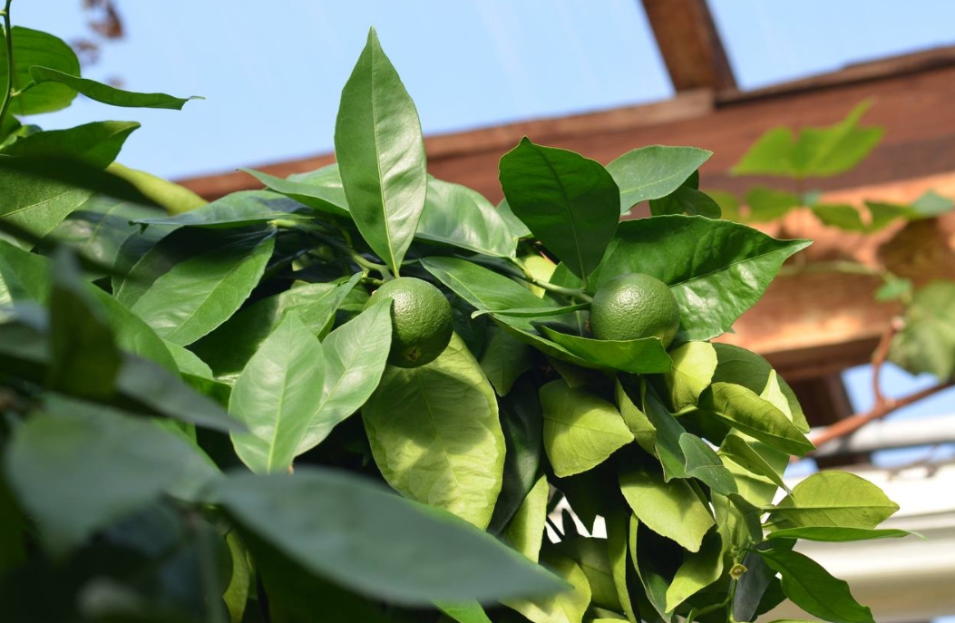 Афиша Дендропарка в Екатеринбурге — июнь 2026