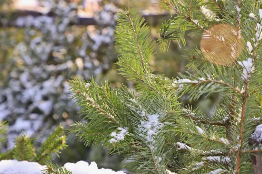 Елочные базары 2025 в Екатеринбурге