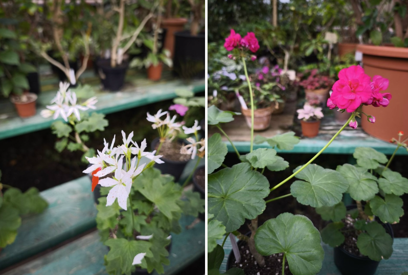 фото: vk.com/dendroparkekb